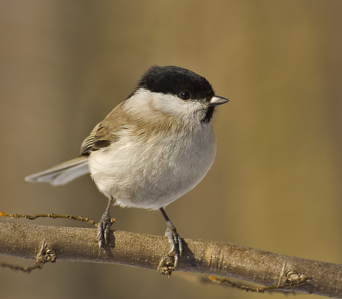 Mésange nonnette
