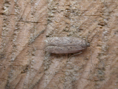 Bryotropha terrella
