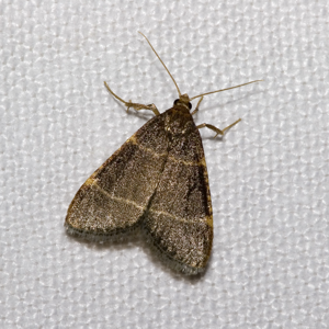 Asopie glauque