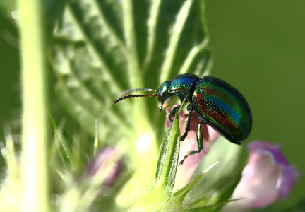 Petite Chrysomèle