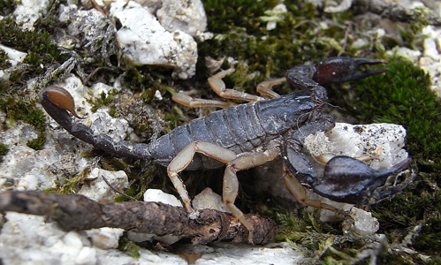 Euscorpius flavicaudis