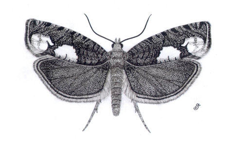 Epinotia trigonella