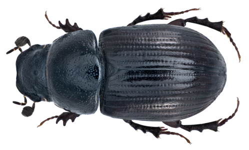 Agrilinus constans