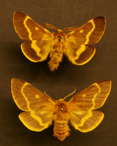 Bombyx des buissons (Le)