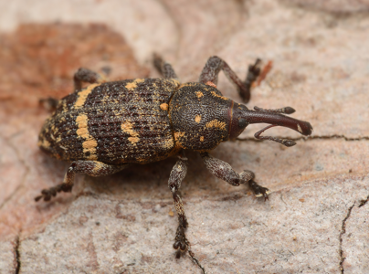 Pissodes pini