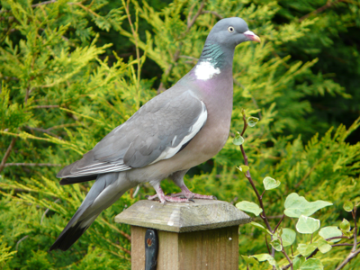 Pigeon ramier