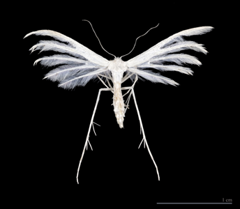 Pterophorus pentadactylus