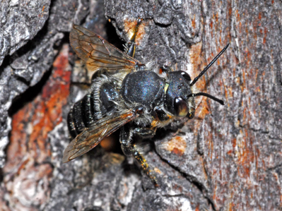 Megachile maritima