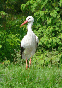 Cigogne blanche