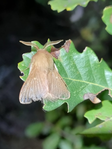 Bombyx rimicole (Le)