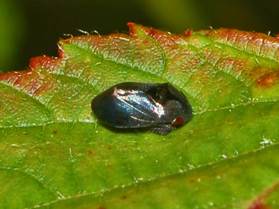 Penthimia nigra