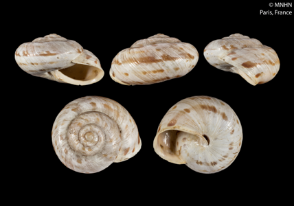 Escargot de Nice