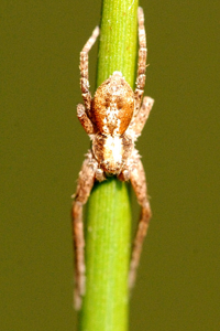 Tmarus paresseux