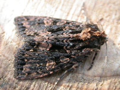 Noctuelle saturée (La)