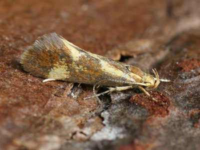 Metalampra cinnamomea