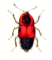 Tachyporus hypnorum
