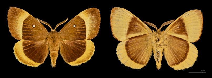 Bombyx du Chêne (Le)