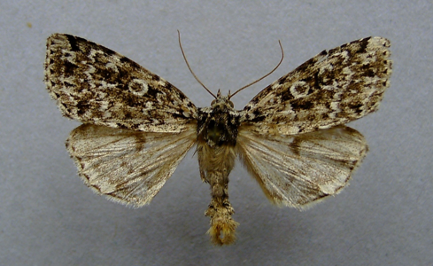 Noctuelle spécieuse (La)