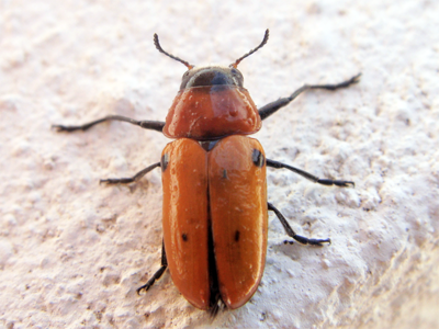 Tituboea biguttata