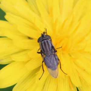 Stomorhina lunata