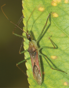 Zelus renardii
