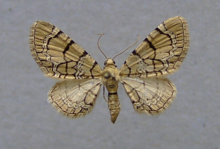 Eupithécie veinée (L')