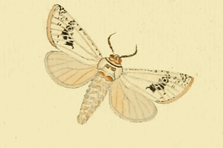 Cossus-touret (Le)