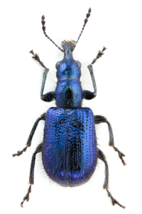 Lasiorhynchites olivaceus