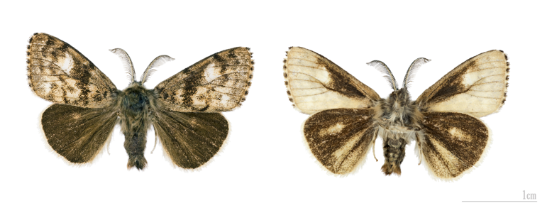 Orgyie sélénitique (L')
