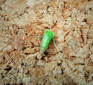 Iassus scutellaris