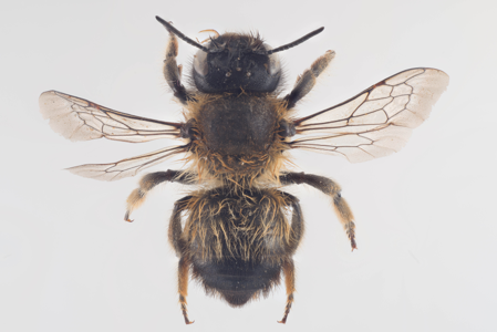 Megachile circumcincta