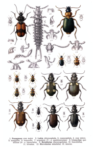 Syntomus obscuroguttatus