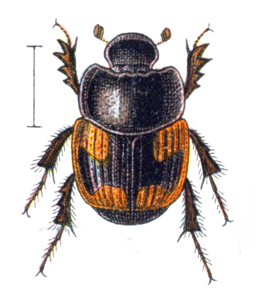 Caccobius schreberi