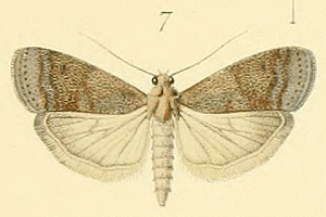 Phycide du pin d'Alep