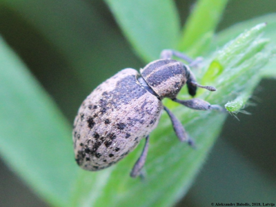 Hypera conmaculata