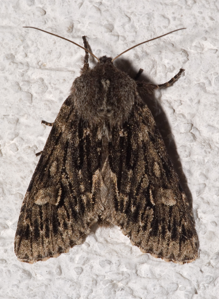 Noctuelle nubéculeuse (La)
