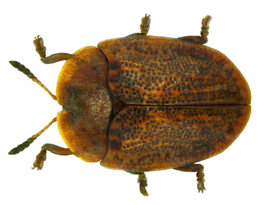 Hypocassida subferruginea