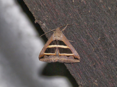 Noctuelle de la Salsepareille (La)