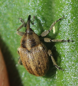 Sibinia pellucens
