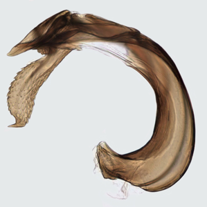 Psallus mollis
