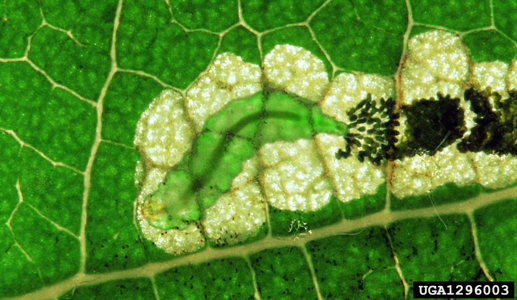 Stigmella aceris