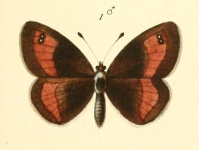 Moiré piémontais (Le)