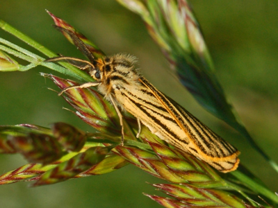 Ecaille striée (L')