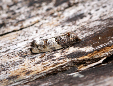 Phaneta pauperana