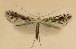 Parornix devoniella