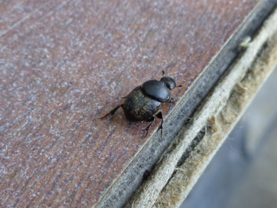 Onthophage vacca