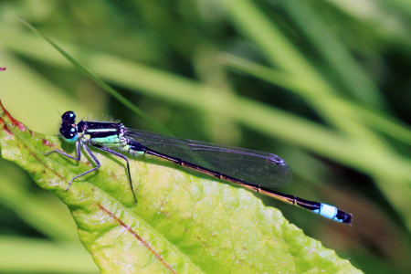 Agrion élégant