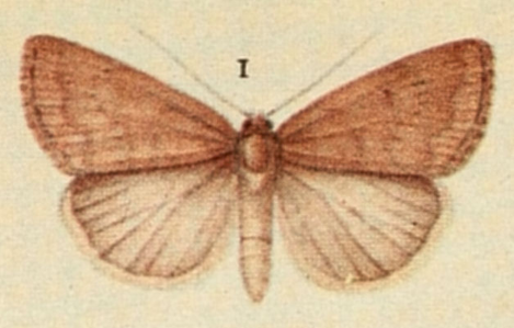 Noctuelle vineuse (La)