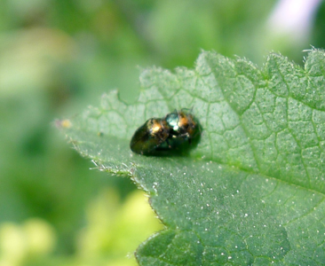 Trachys troglodytiformis
