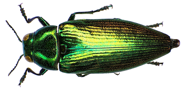 Eurythyrea micans